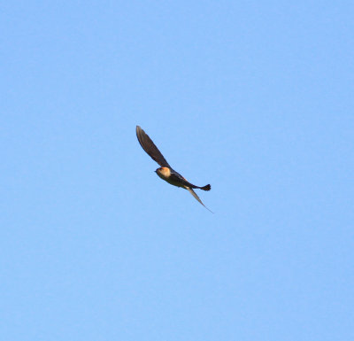 Red-rumped Swallow (Cecropis daurica)