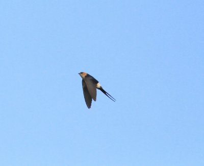 Red-rumped Swallow (Cecropis daurica)