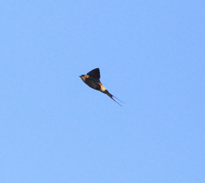 Red-rumped Swallow (Cecropis daurica)