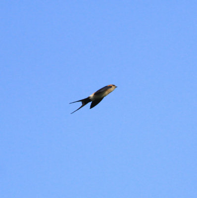 Red-rumped Swallow (Cecropis daurica)