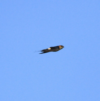 Red-rumped Swallow (Cecropis daurica)