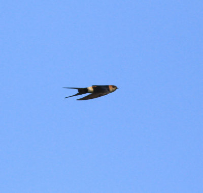 Red-rumped Swallow (Cecropis daurica)