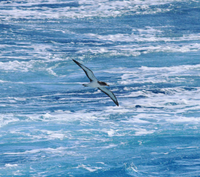 Scopoli's Shearwater (Calonectris diomedea)