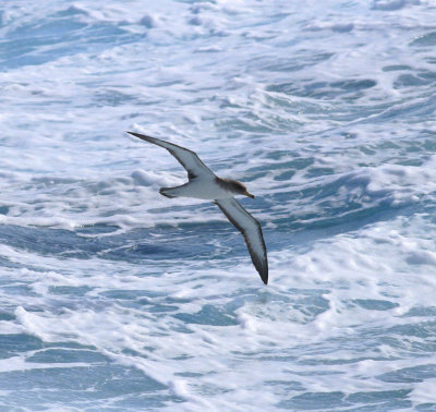 corys_scopolis_shearwater