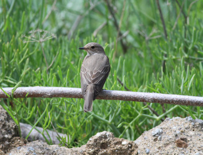 Spotted Flycatcher (Muscicapa striata)