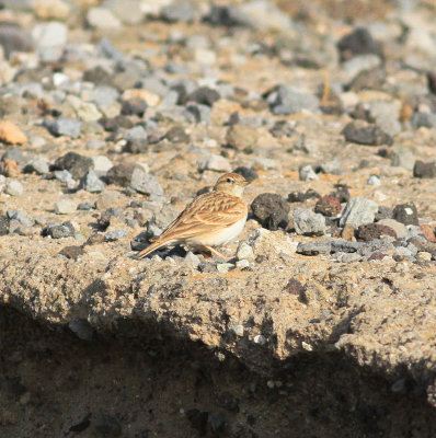 Greater Short-toed Lark (Calandrella brachydactyla)