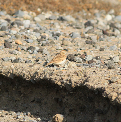 Greater Short-toed Lark (Calandrella brachydactyla)
