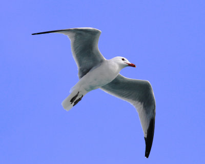 Audouin's Gull (Ichthyaetus audouinii)