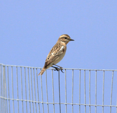 Whinchat (Saxicola rubetra)