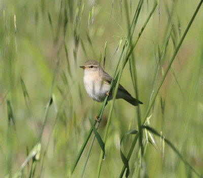 Willow Warbler (Phylloscopus trochilus acredula)
