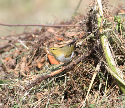 wood_warbler