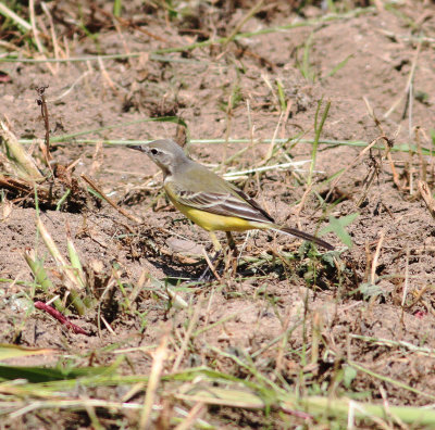 Yellow Wagtail (Motacilla flava thunbergi)