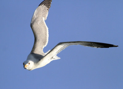 Yellow-legged Gull (Larus michahellis)