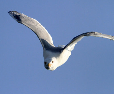 Yellow-legged Gull (Larus michahellis)