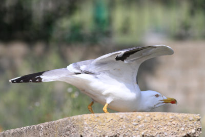 Yellow-legged Gull (Larus michahellis)
