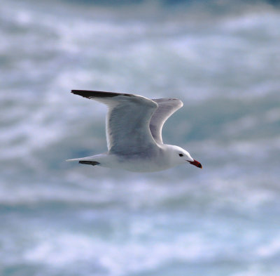 Audouin's Gull (Ichthyaetus audouinii)