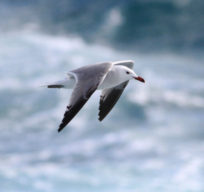 Audouin's Gull (Ichthyaetus audouinii)