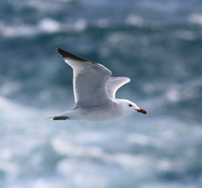 Audouin's Gull (Ichthyaetus audouinii)