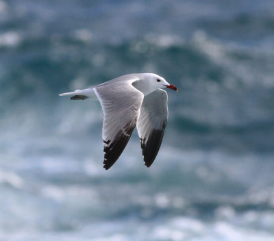 Audouin's Gull (Ichthyaetus audouinii)