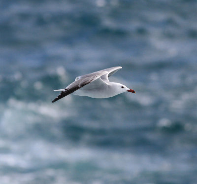 Audouin's Gull (Ichthyaetus audouinii)
