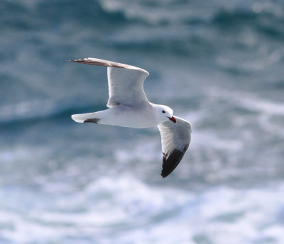 Audouin's Gull (Ichthyaetus audouinii)