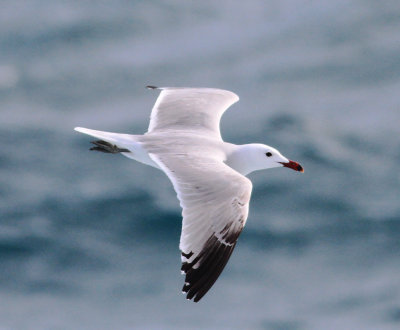 Audouin's Gull (Ichthyaetus audouinii)