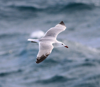 Audouin's Gull (Ichthyaetus audouinii)