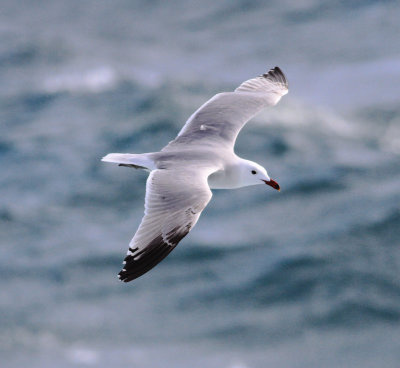 Audouin's Gull (Ichthyaetus audouinii)