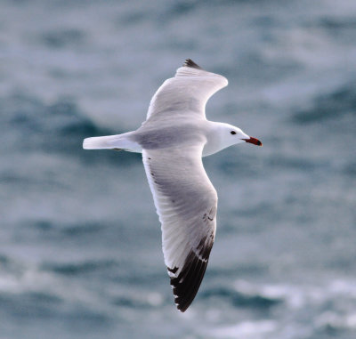 Audouin's Gull (Ichthyaetus audouinii)