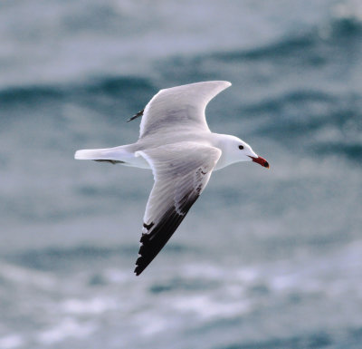 Audouin's Gull (Ichthyaetus audouinii)