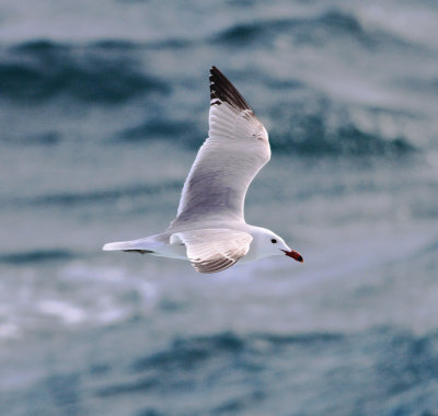 Audouin's Gull (Ichthyaetus audouinii)