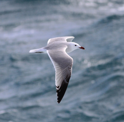 Audouin's Gull (Ichthyaetus audouinii)