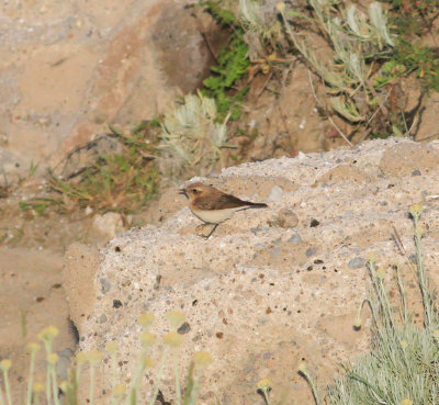  Black-eared Wheatear (Oenanthe hispanica)