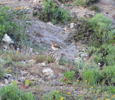  Black-eared Wheatear (Oenanthe hispanica)