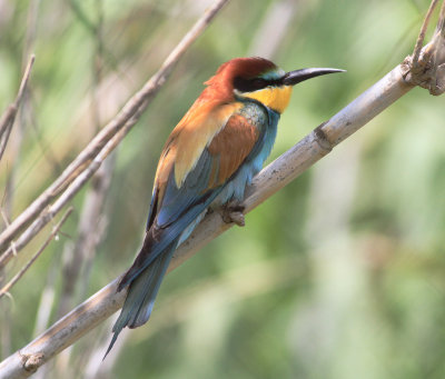 Bee-eater (Merops apiaster)