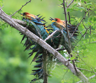 Bee-eater (Merops apiaster)