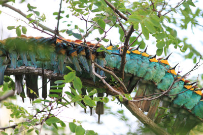 Bee-eater (Merops apiaster)