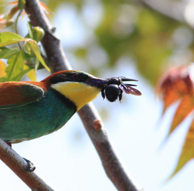 Bee-eater (Merops apiaster)