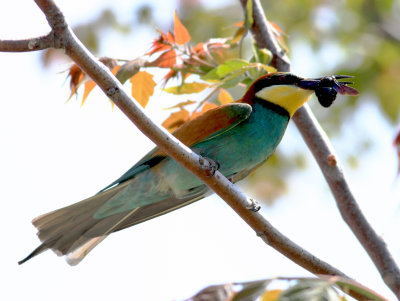 Bee-eater (Merops apiaster)