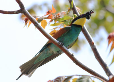 Bee-eater (Merops apiaster)