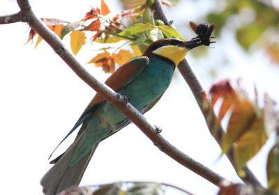 Bee-eater (Merops apiaster)