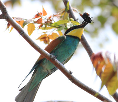 Bee-eater (Merops apiaster)