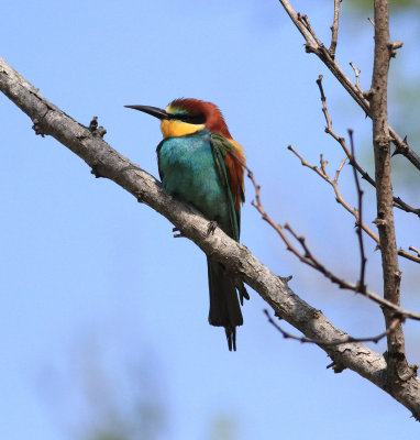 Bee-eater (Merops apiaster)