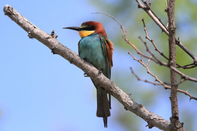 Bee-eater (Merops apiaster)