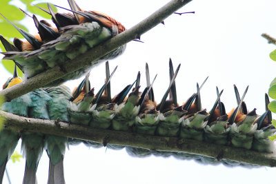 Bee-eater (Merops apiaster)