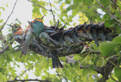 Bee-eater (Merops apiaster)