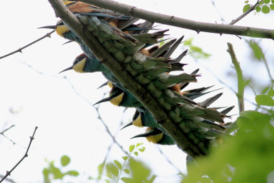 Bee-eater (Merops apiaster)