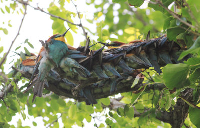 Bee-eater (Merops apiaster)