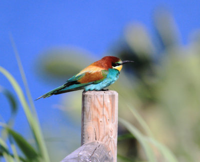Bee-eater (Merops apiaster)