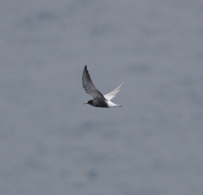 black_tern